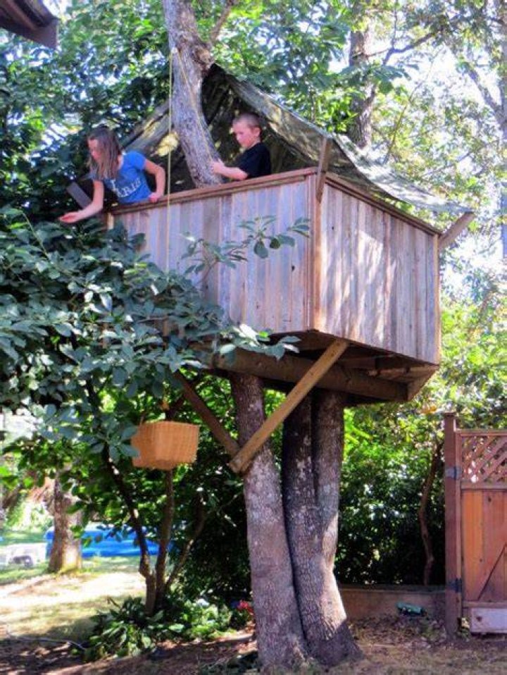 Tree house built by a bird