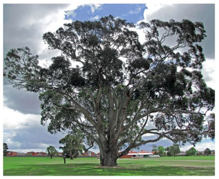 Tree often described as mighty