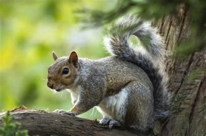 Tree that might attract squirrels