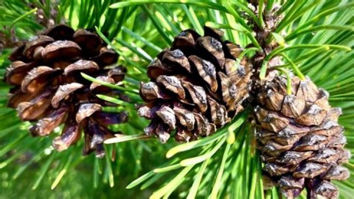 Tree with needles