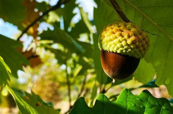 Trees that bear acorns