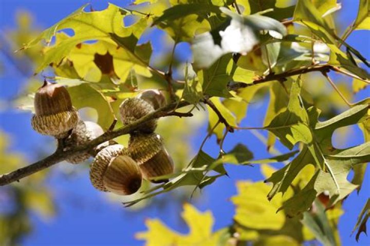 Trees that drop acorns