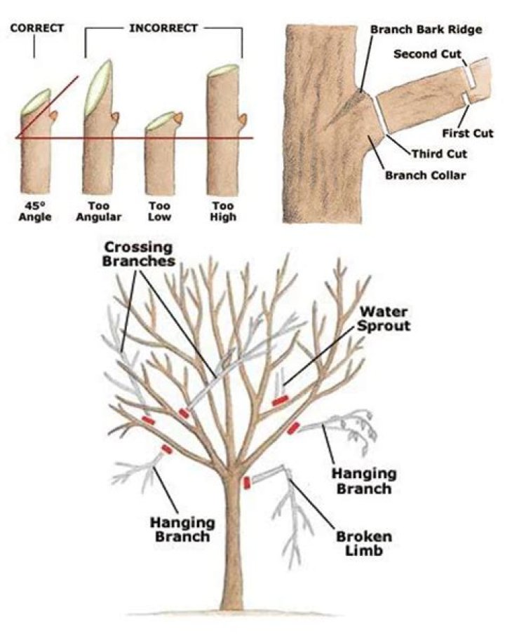 Trim off as tree limbs