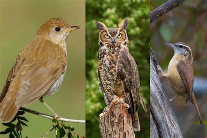 Tuneful brown bird