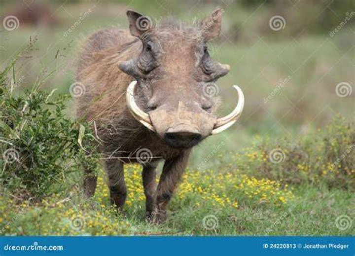 Tusked hog