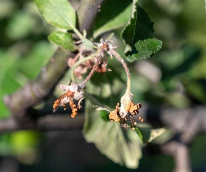Undeveloped blossom