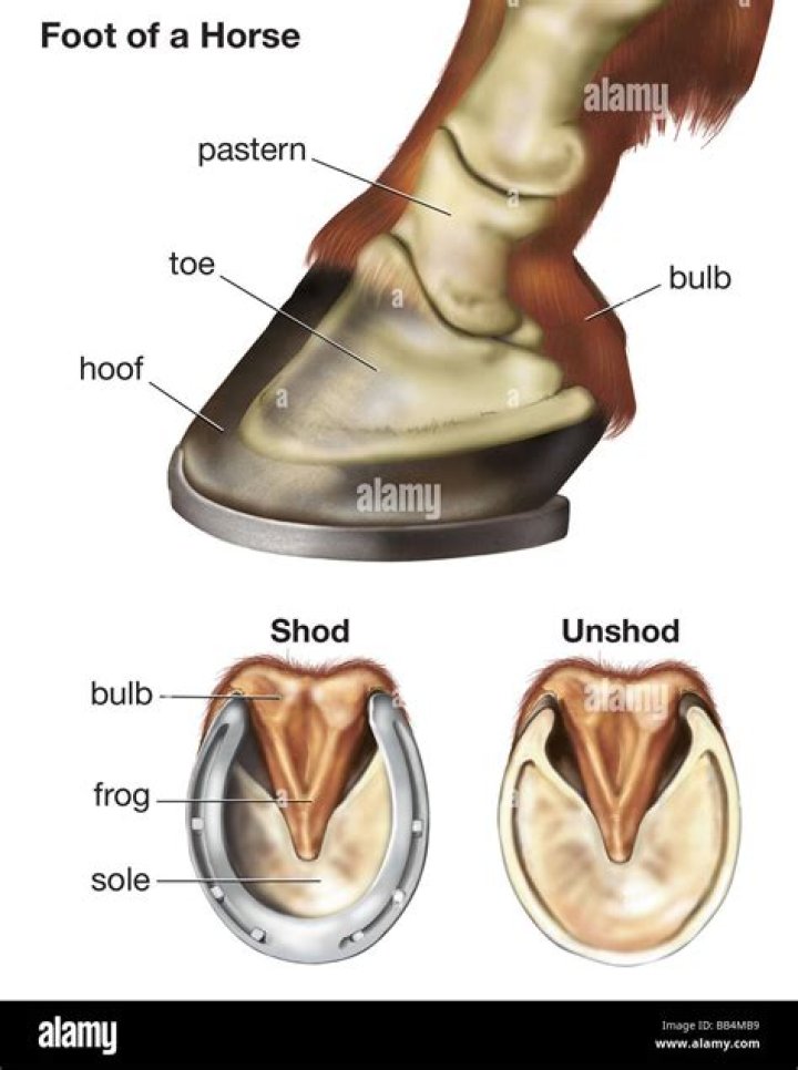 Unshod