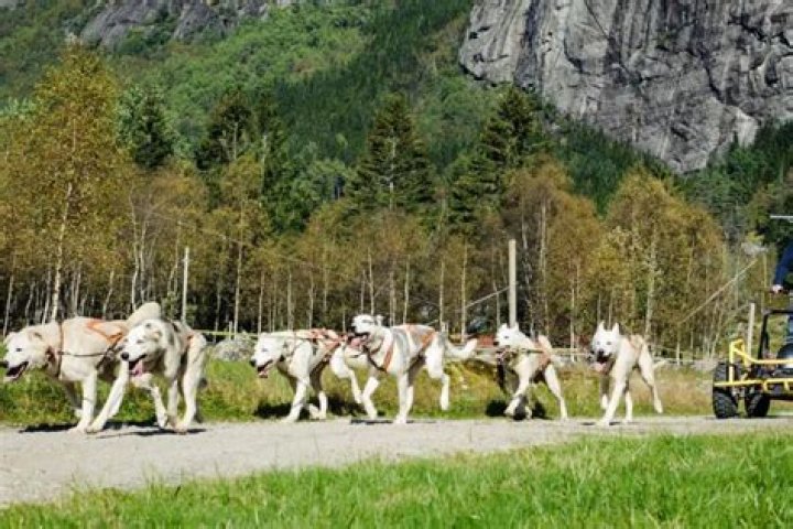 Vehicle pulled by huskies