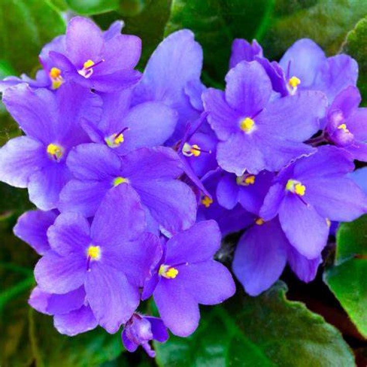 ... violets ___ blue ...