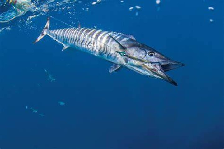 Wahoo!
