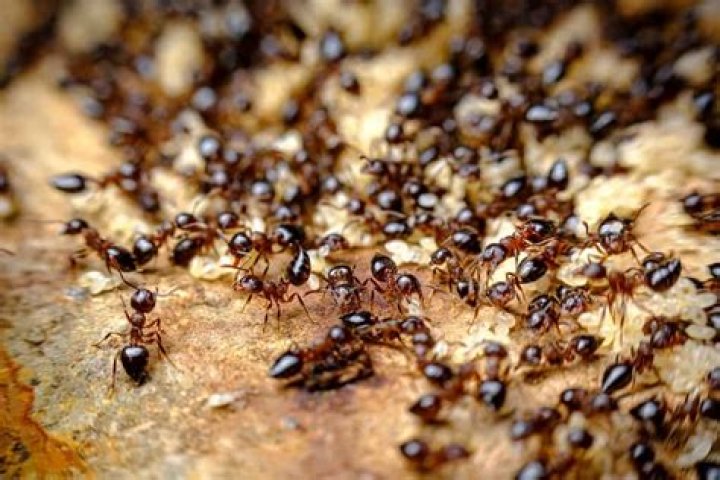 Whack as an irritating insect