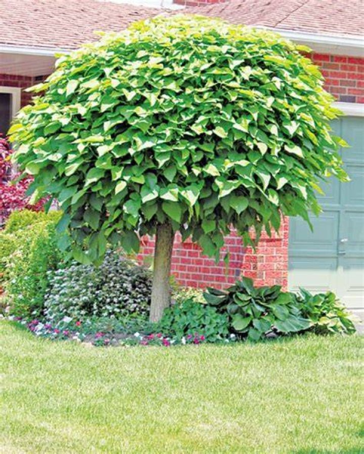 What a tree or parasol could provide