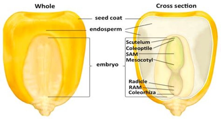 What corn kernels are attached to