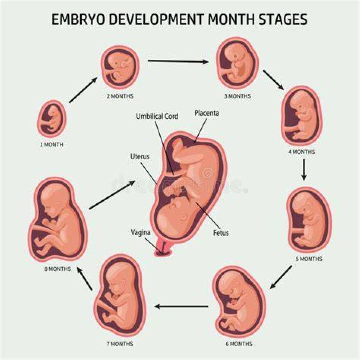 Where gestation happens