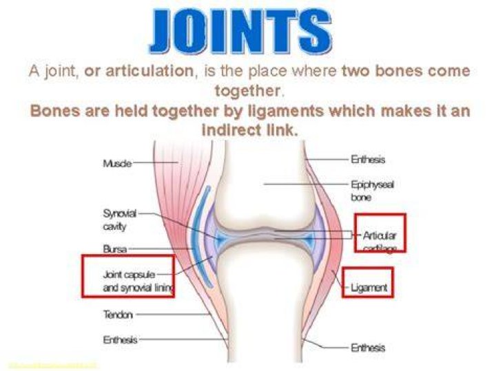 Where two bones come together