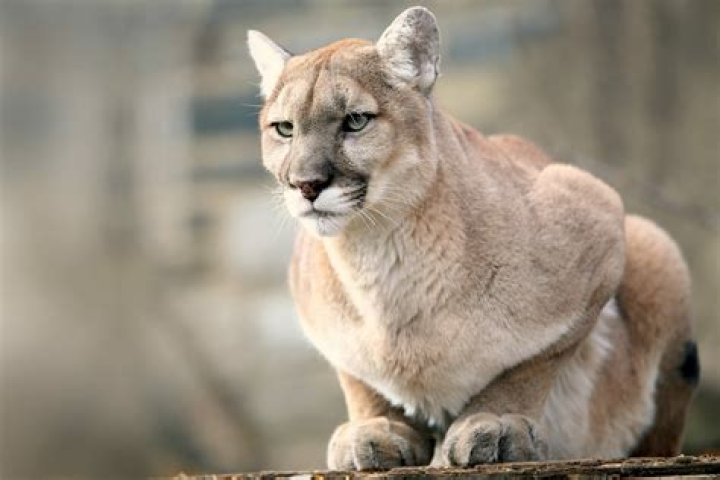Wildcat also called a cougar