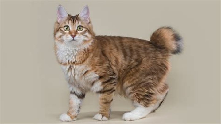 Wildcat with a short tail
