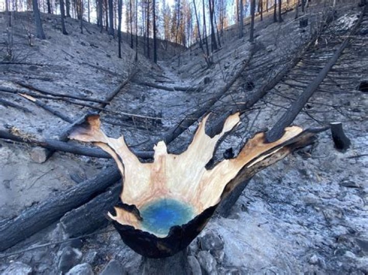 Wildfire remnant
