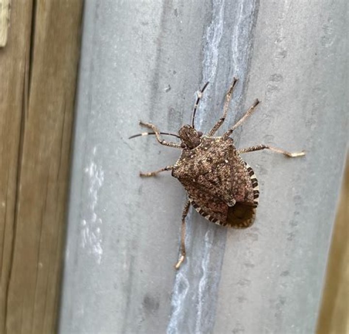 Winter bug that spreads easily