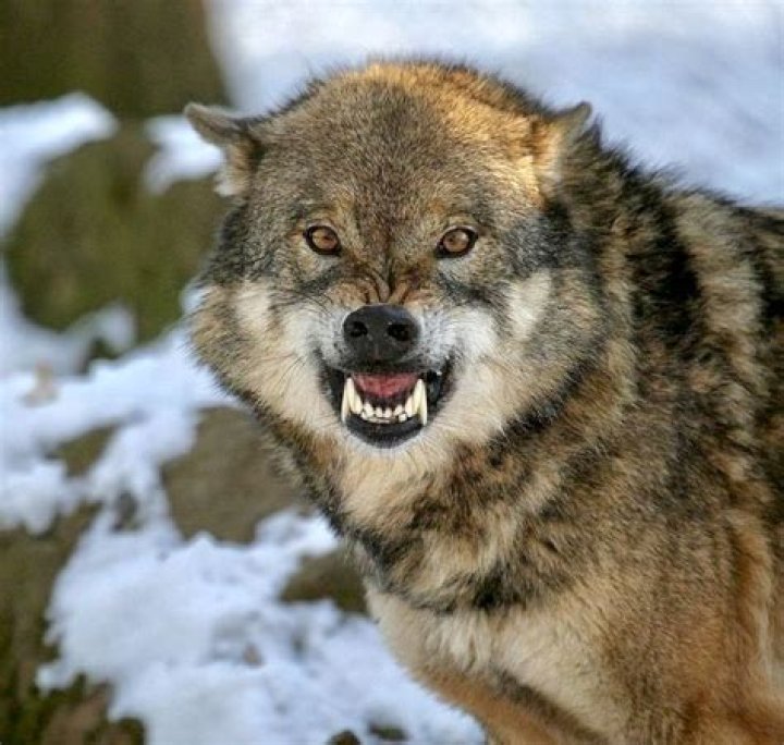 ___ wolf (give a false warning)