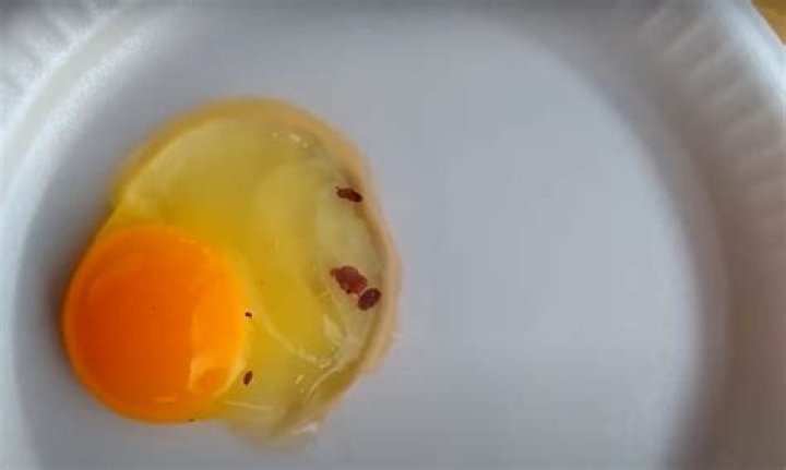 Yellow stuff inside an egg
