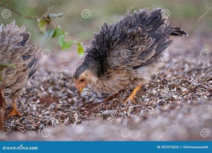 Young hen