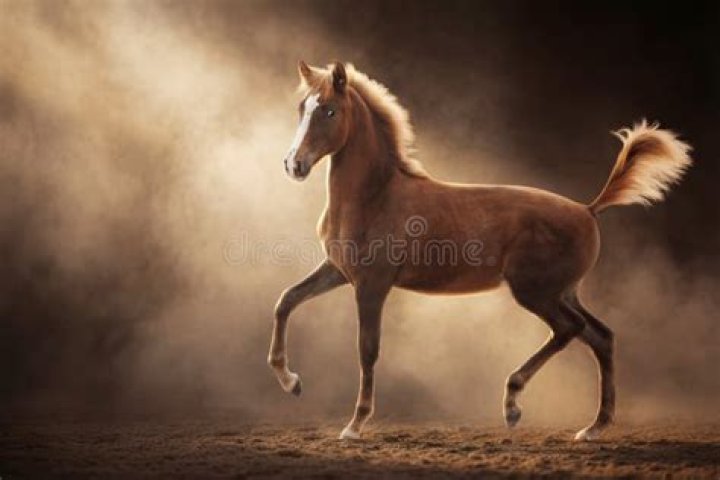 Young horse