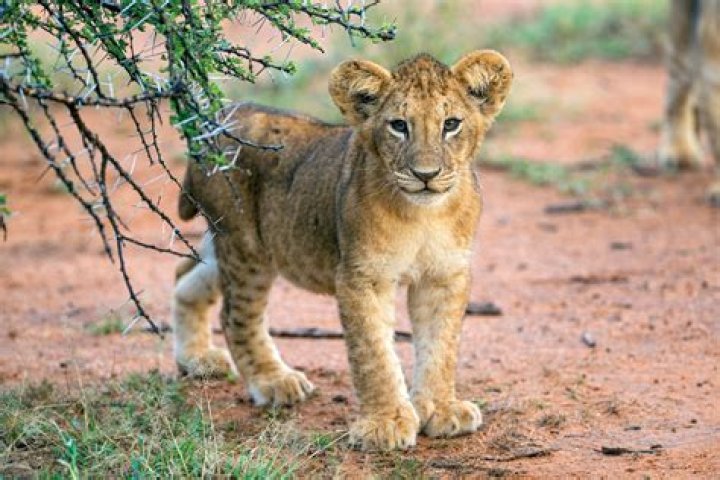 Young lion