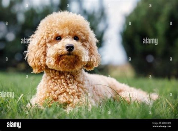 Young poodle