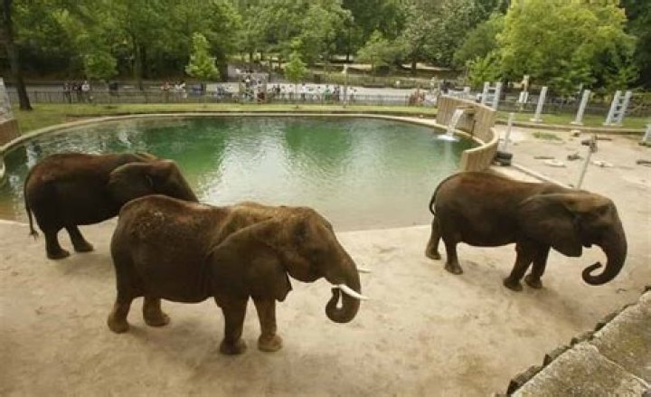 Zoo attractions